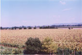 Sunflower's Field