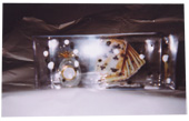 Dream Box = Magic Box