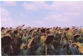 Sunflower's Field
